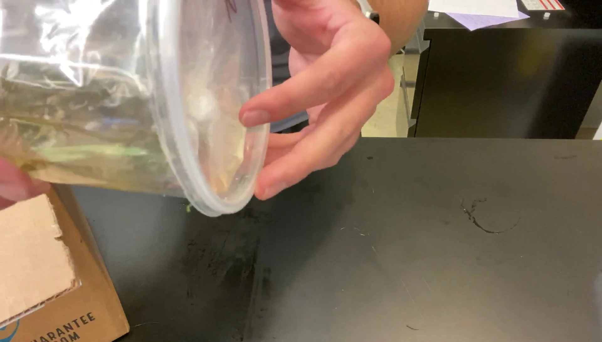 The zebra crayfish in its shipping container
