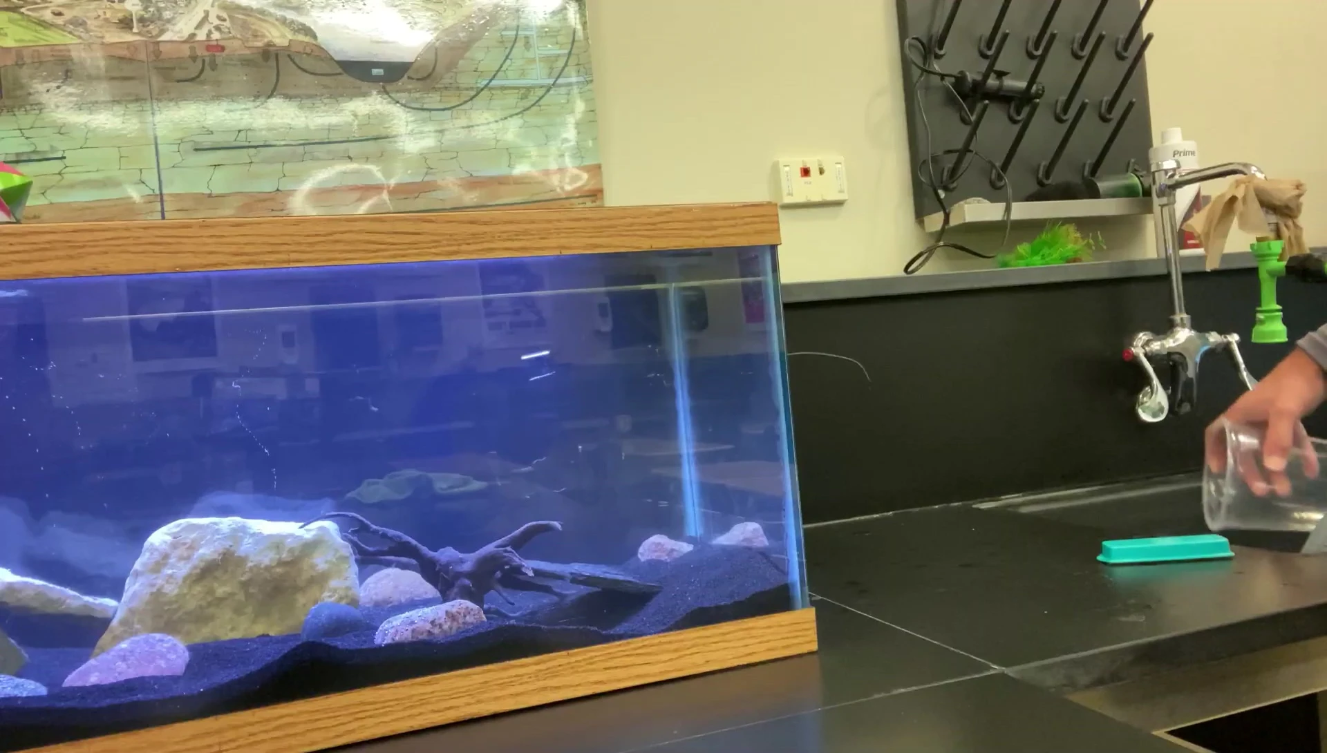The crayfish being gently placed into the aquarium