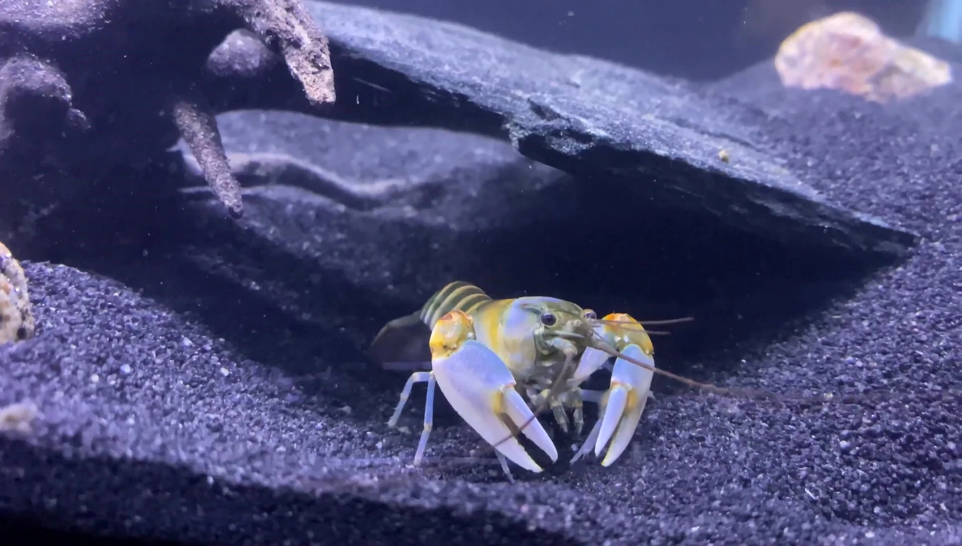 The juvenile zebra crayfish in the new aquarium