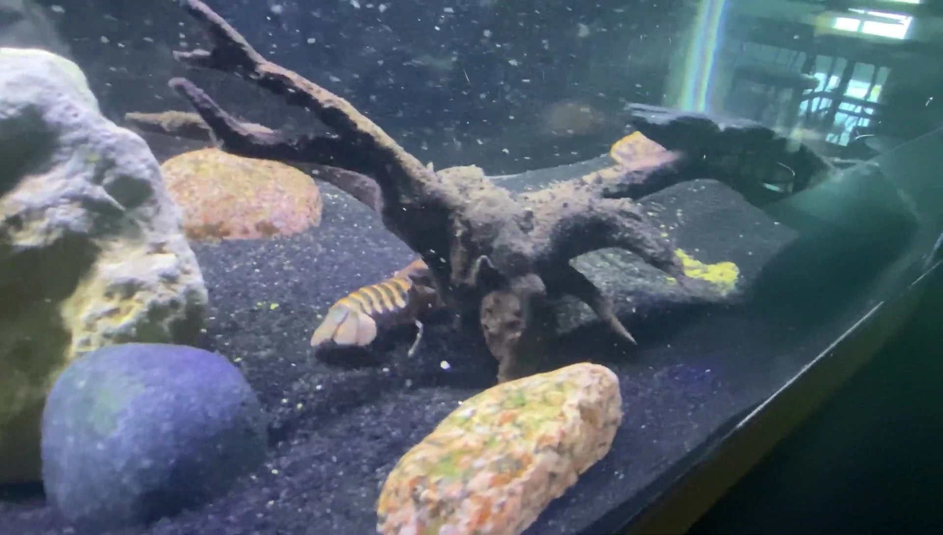 Feeding the crayfish