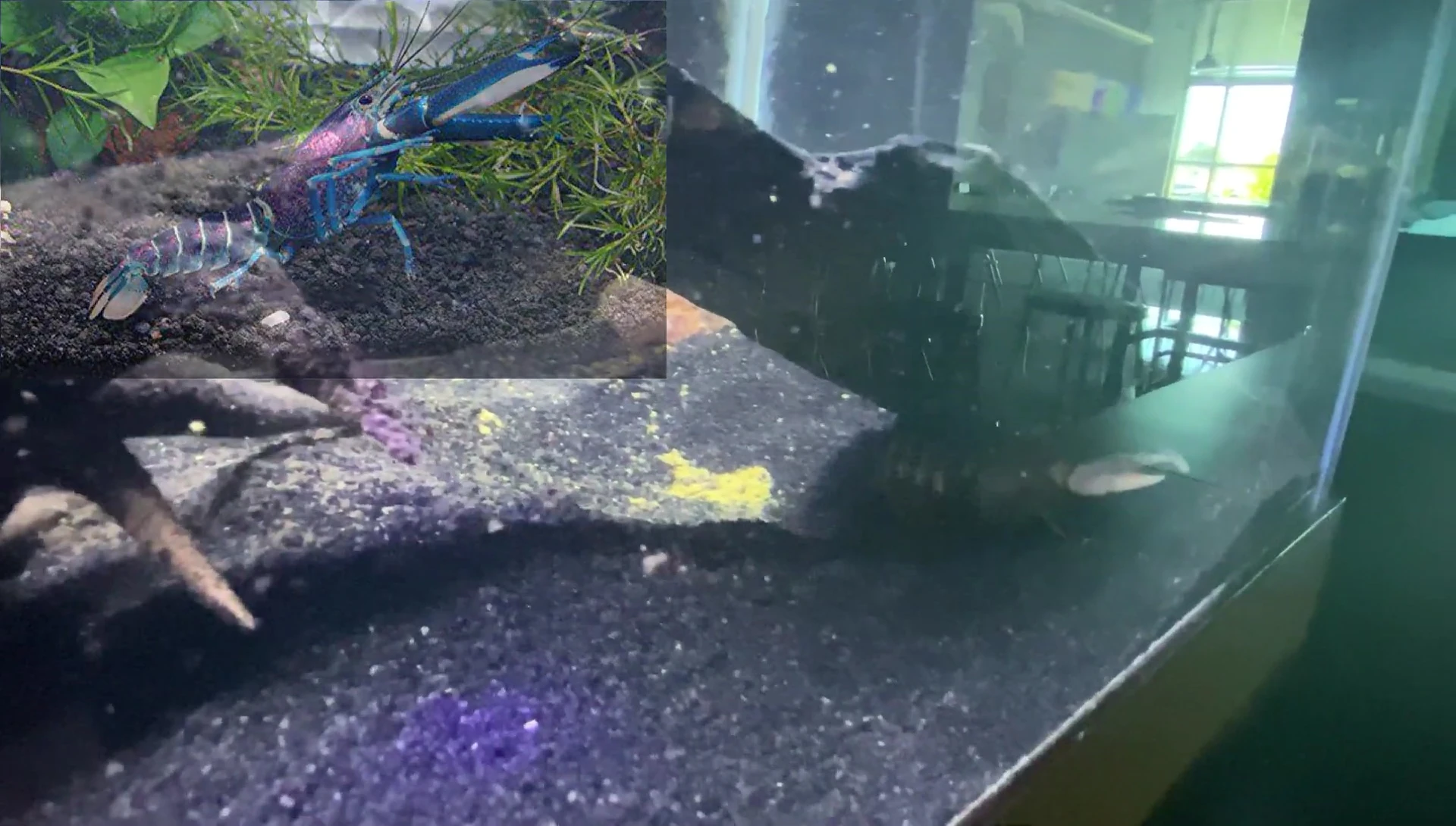 Final shot of the aquarium setup