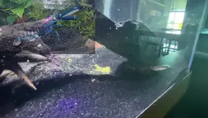 Zebra Crayfish Aquarium Setup: A Beginner's Guide