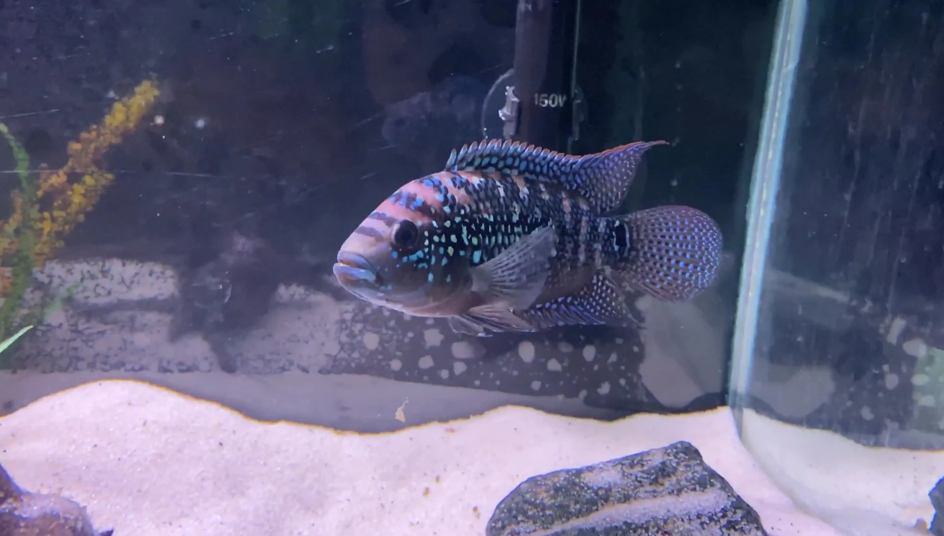 Close-up of the 29-gallon tank
