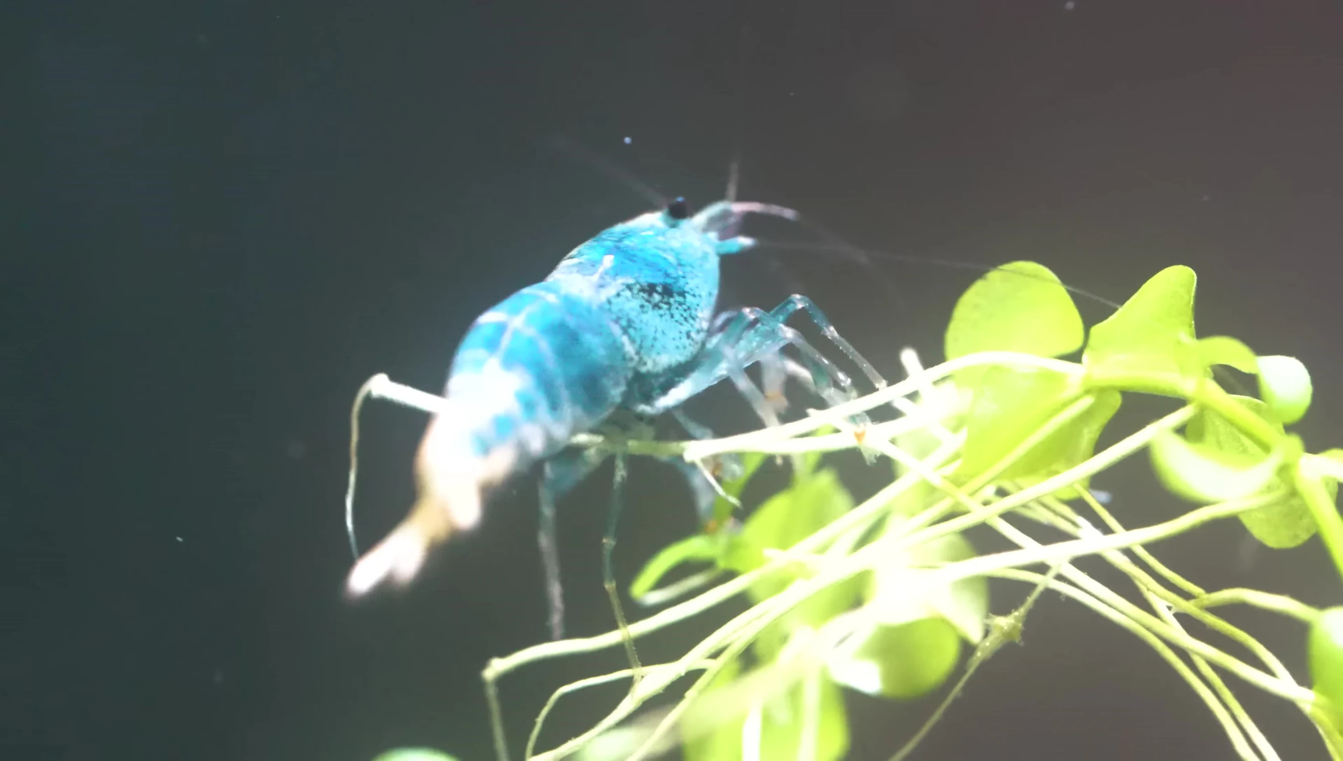 A close-up of a small Neocaridina shrimp