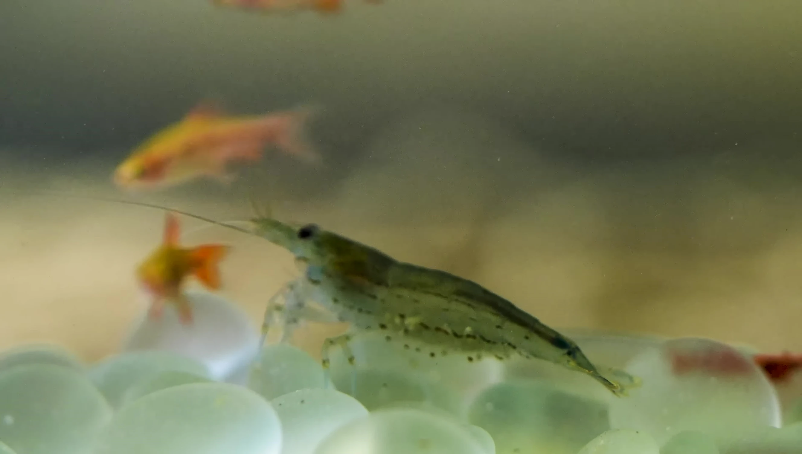 Close-up of a large Amano Shrimp