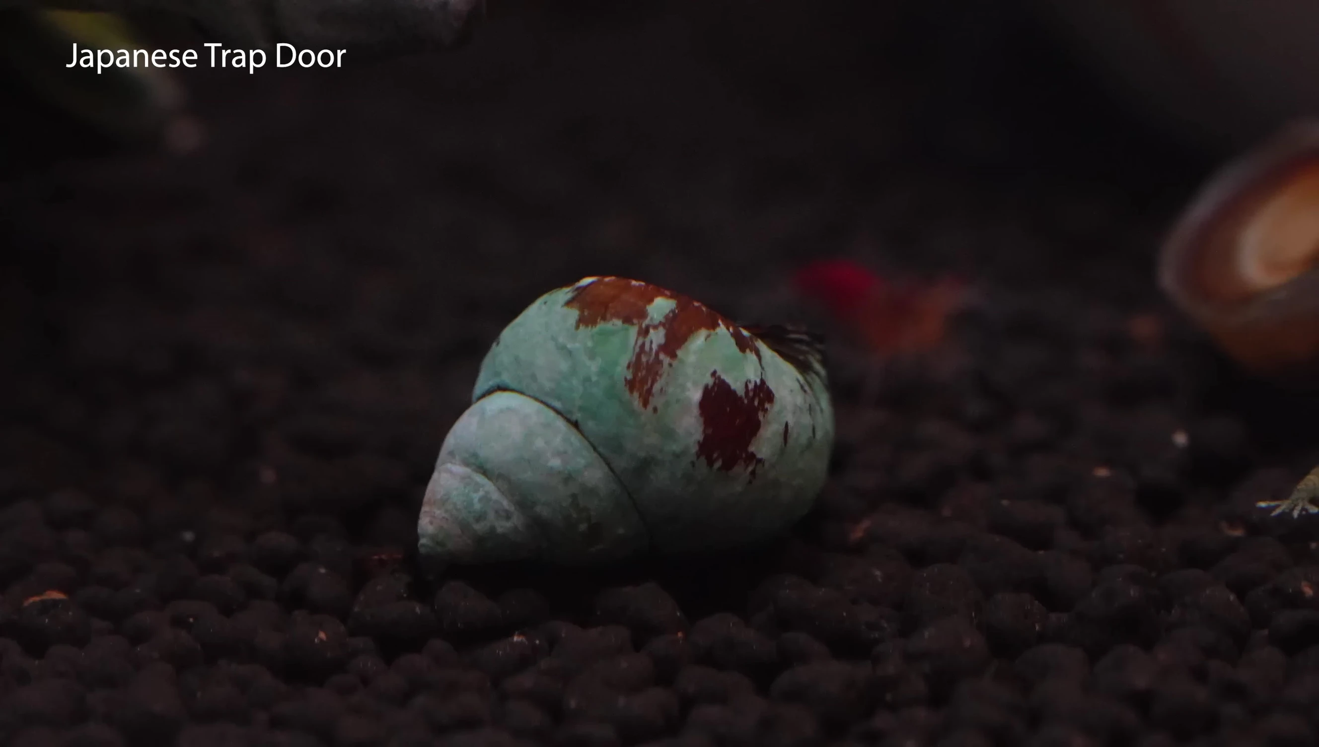 Japanese Trapdoor Snail