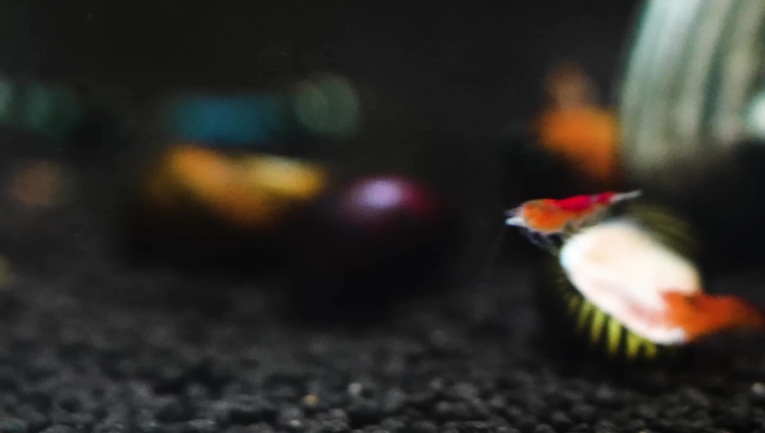 Nerite Snail