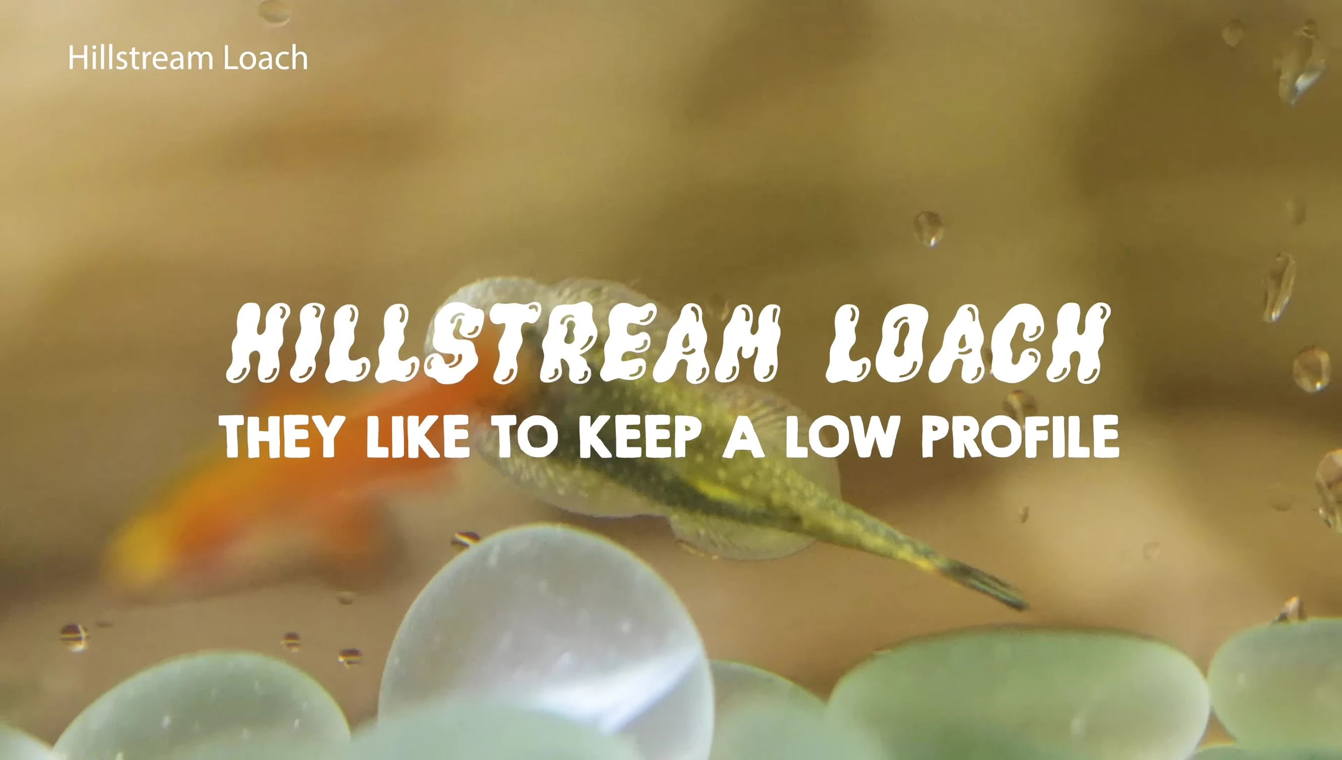 Hillstream Loach