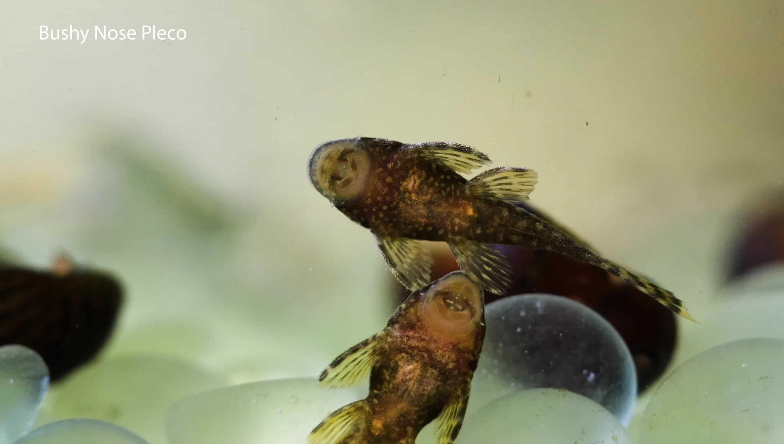 Bushy Nose Pleco