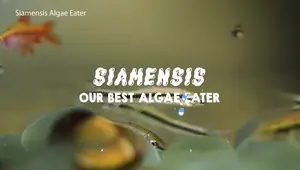 Best Algae Eaters for Your Aquarium: A Comprehensive Guide