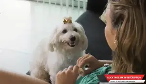 Best Flea Shampoos for Dogs: A Comprehensive Review