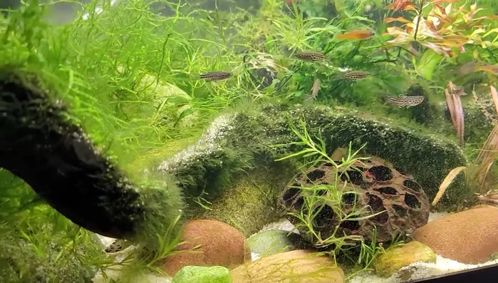 Boil or sun bleach the wood to kill bugs and remove tannins (optional, but recommended).