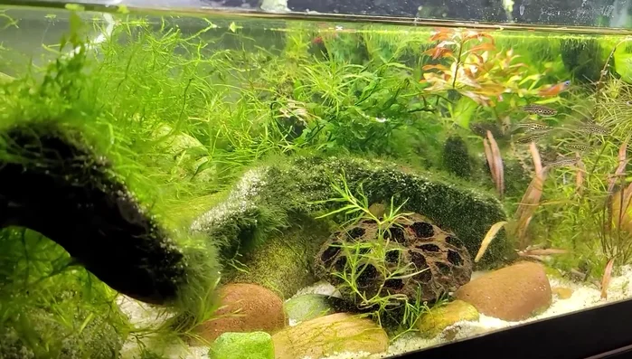 Thoroughly test the water after soaking to check for changes in pH, nitrites, and nitrates.