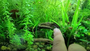 Safest Method for Collecting & Preparing Aquarium Driftwood