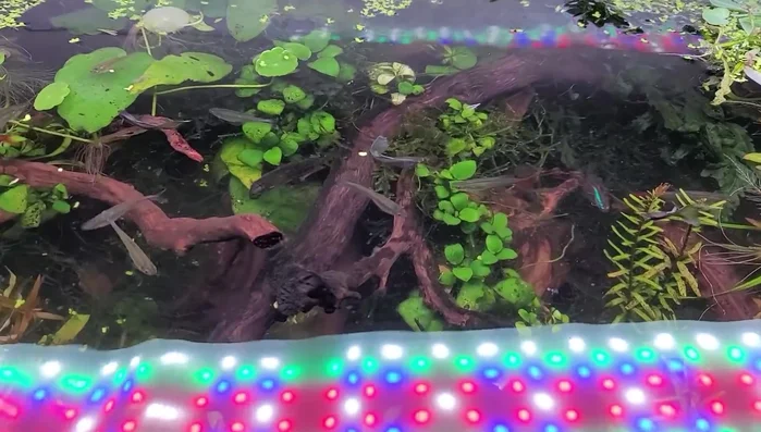 Ensure wood is dry and free from mold, decay, and green wood.