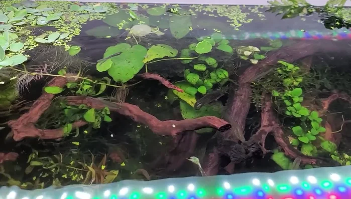 Ensure wood is dry and free from mold, decay, and green wood.