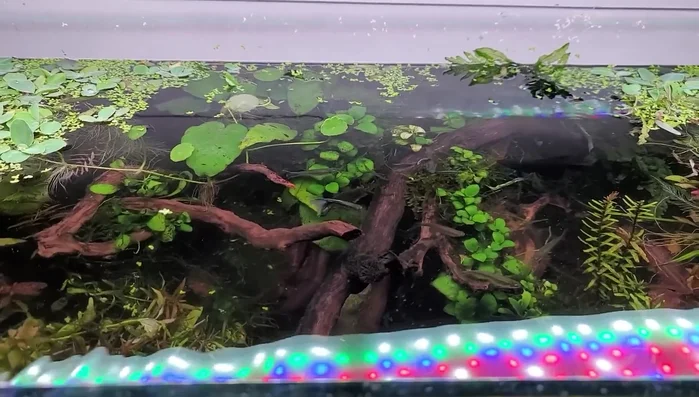 Ensure wood is dry and free from mold, decay, and green wood.