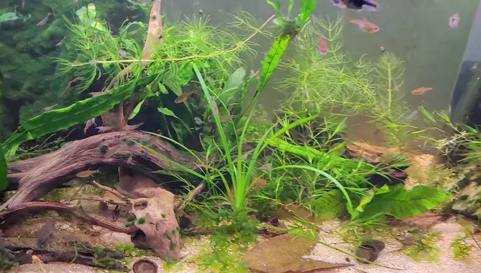 Ensure wood is dry and free from mold, decay, and green wood.