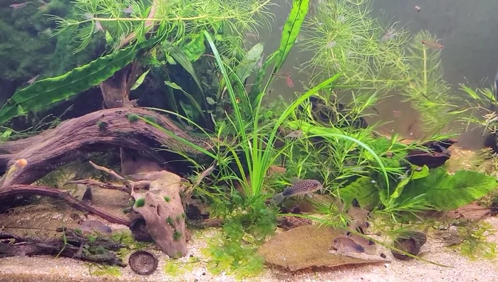 Use a saw or hatchet for easier wood preparation.