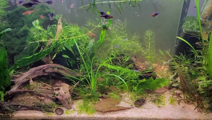 Boil or sun bleach the wood to kill bugs and remove tannins (optional, but recommended).