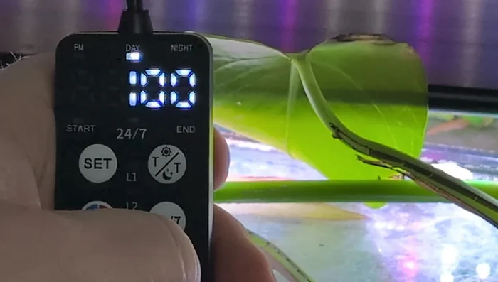 Set Daylight Intensity: Adjust the light intensity using the up/down buttons, ranging from 5% to 100% in 5% increments.