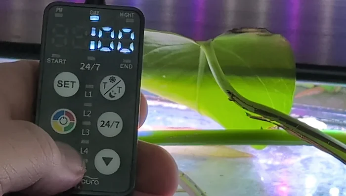 Set Daylight Intensity: Adjust the light intensity using the up/down buttons, ranging from 5% to 100% in 5% increments.