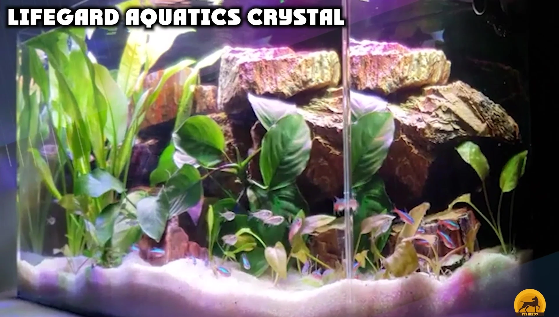 View of the Lifegard Aquatics Crystal aquarium highlighting its seamless design.