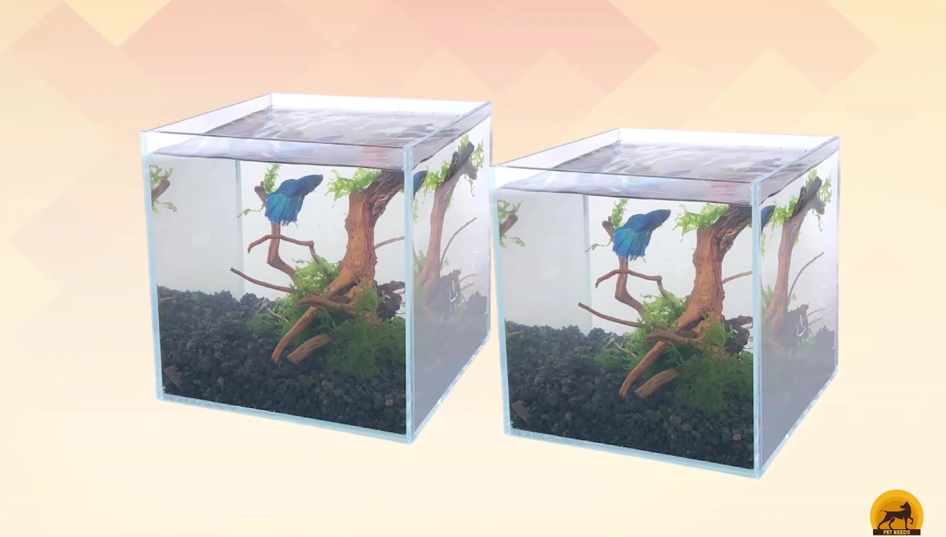 Showcase of the construction and quality of the glass used in the Boutique Betta aquarium.