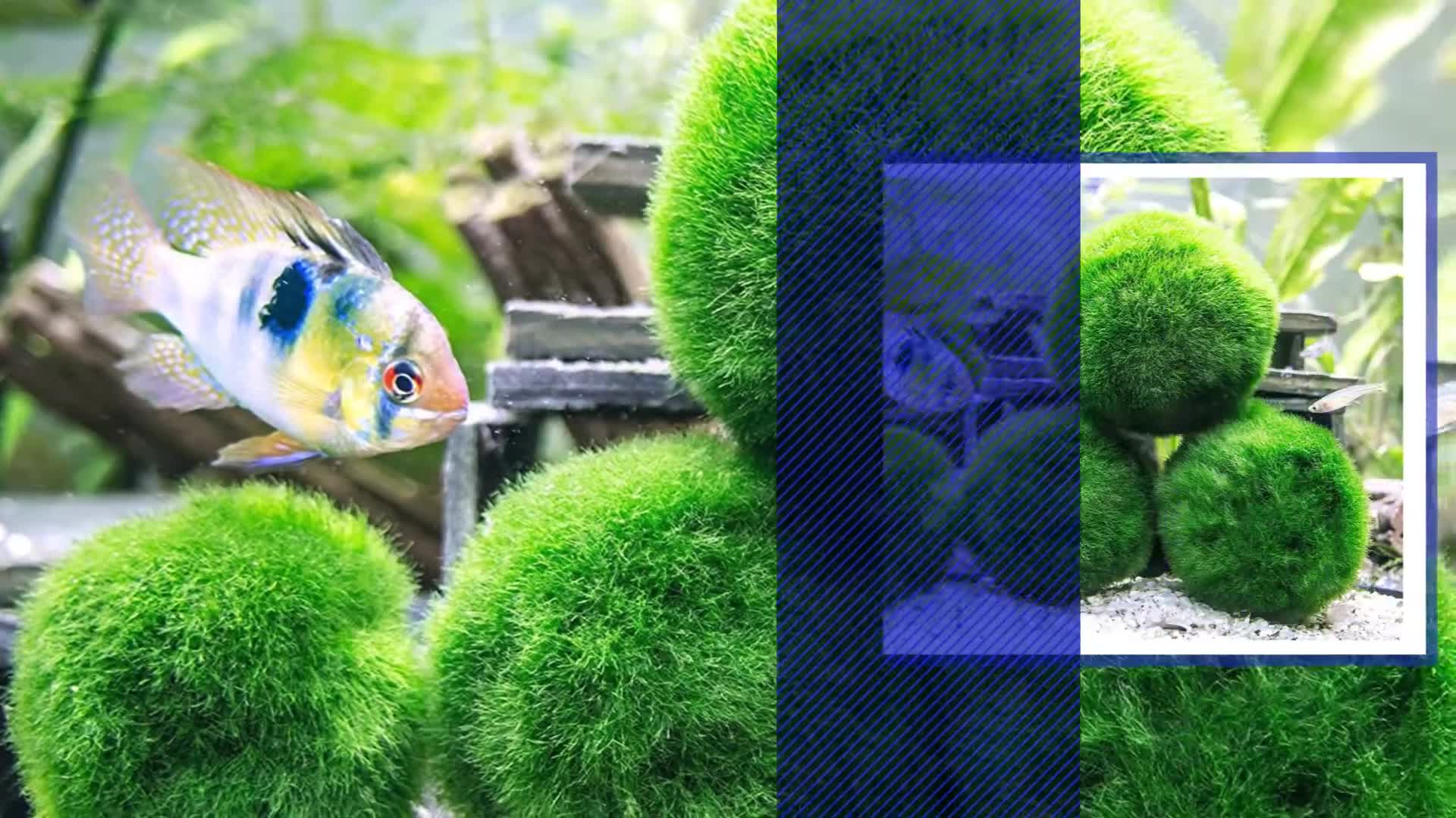 Close-up of an Aquatic Arts aquarium ornament.