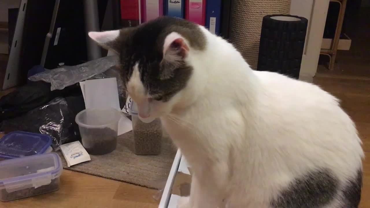 Intro shot of the cat brush review