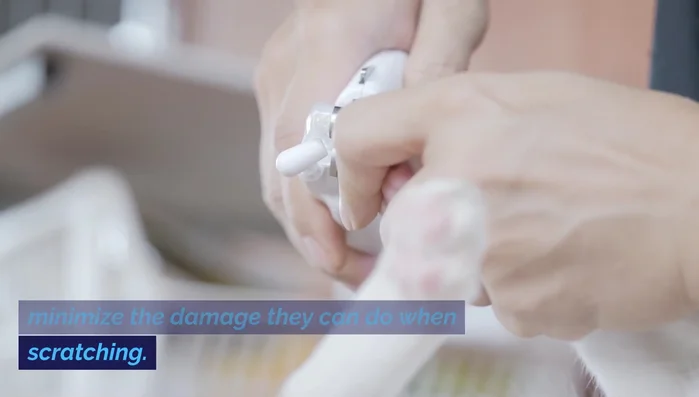 Redirect scratching behavior by placing a scratching post next to a previously scratched piece of furniture, gradually moving the post as the cat gets used to it.