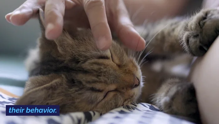 Redirect scratching behavior by placing a scratching post next to a previously scratched piece of furniture, gradually moving the post as the cat gets used to it.