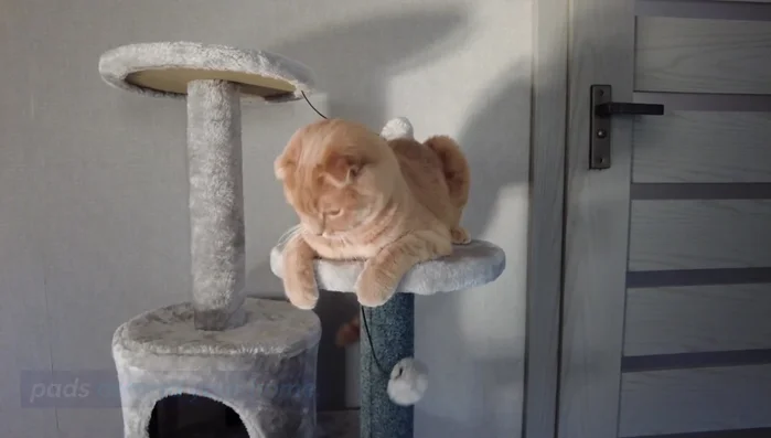 Place scratching posts in strategic locations (near windows, doorways, sleeping areas) where cats tend to scratch to mark territory.