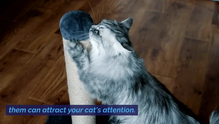 Place scratching posts in strategic locations (near windows, doorways, sleeping areas) where cats tend to scratch to mark territory.