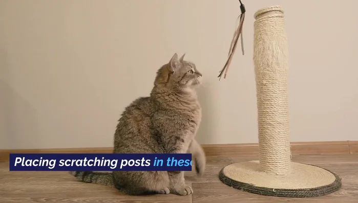 Place scratching posts in strategic locations (near windows, doorways, sleeping areas) where cats tend to scratch to mark territory.