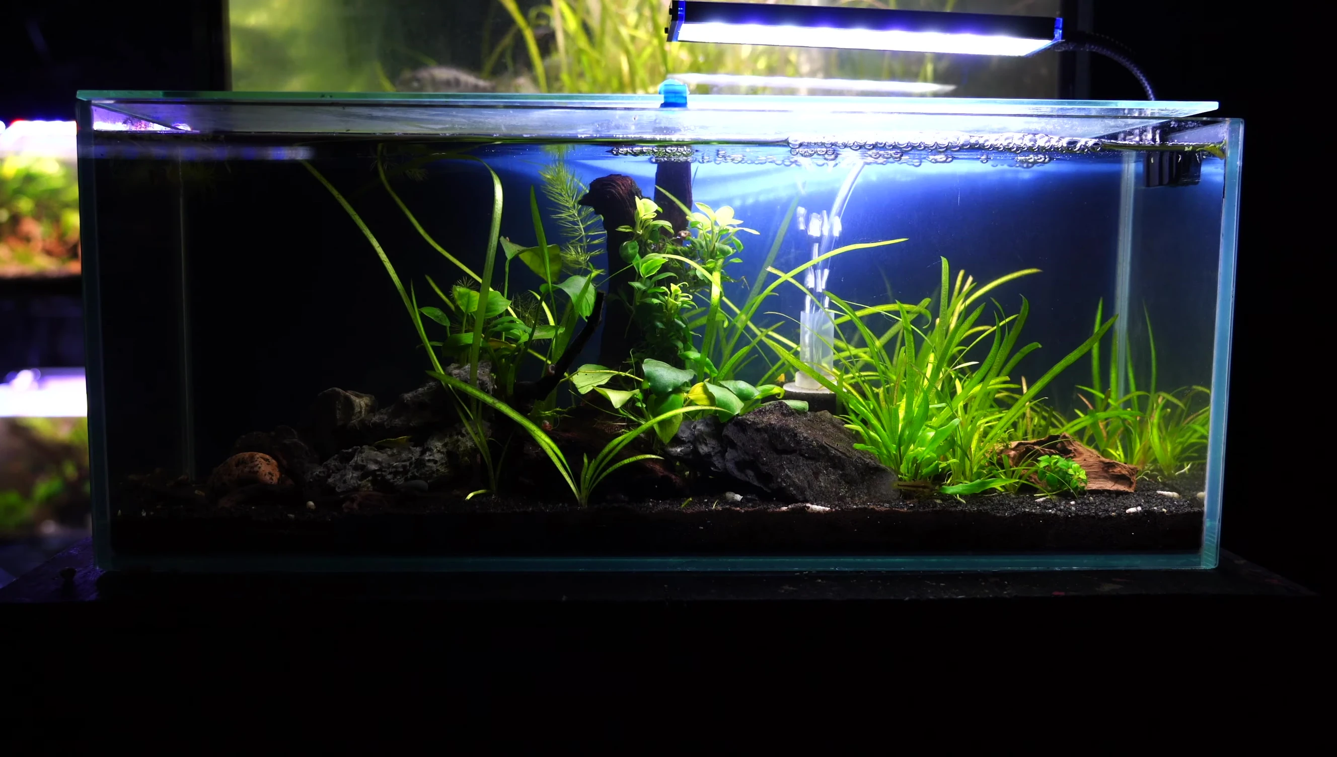 Overview of a nano tank with a sand substrate.