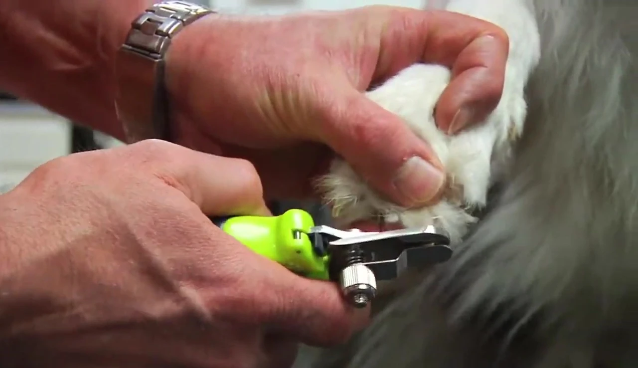 The Furminator nail grinder shown from multiple angles