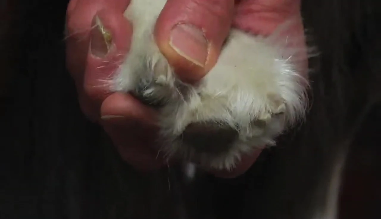 Demonstration of using the Furminator nail grinder