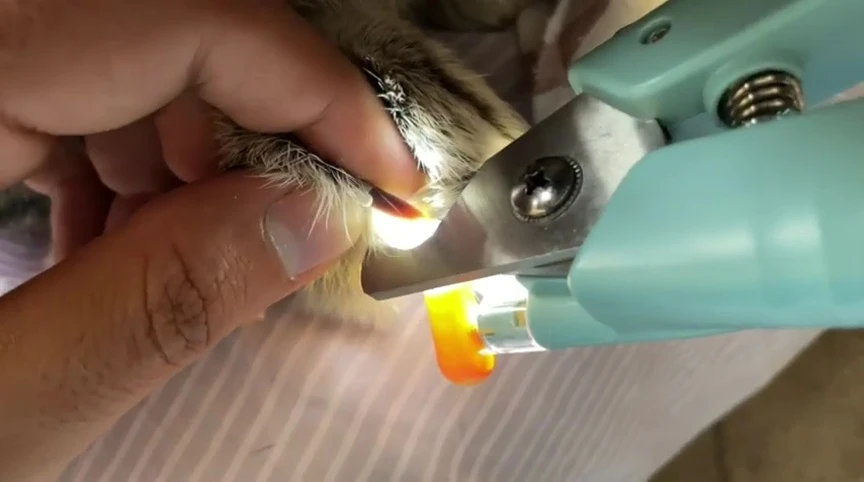 The LED light illuminating a pet's nail, showcasing the clear visibility of the quick