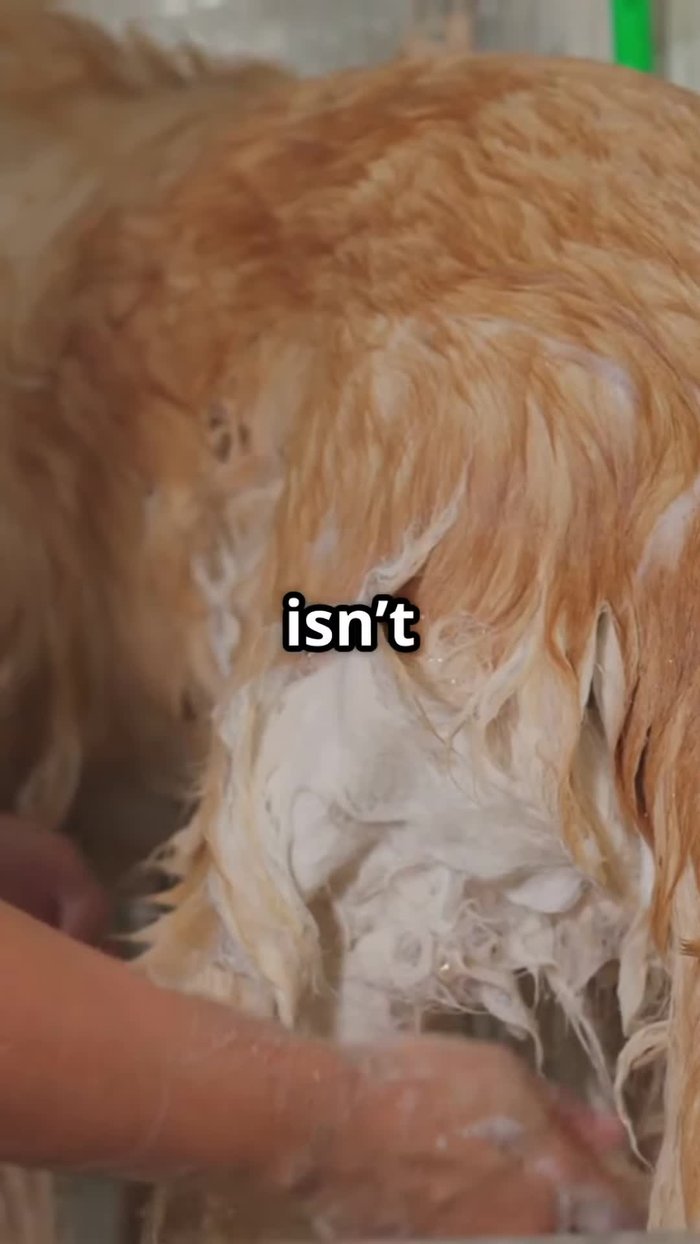 Always consult your veterinarian if unsure about the appropriate bathing schedule for your pet.