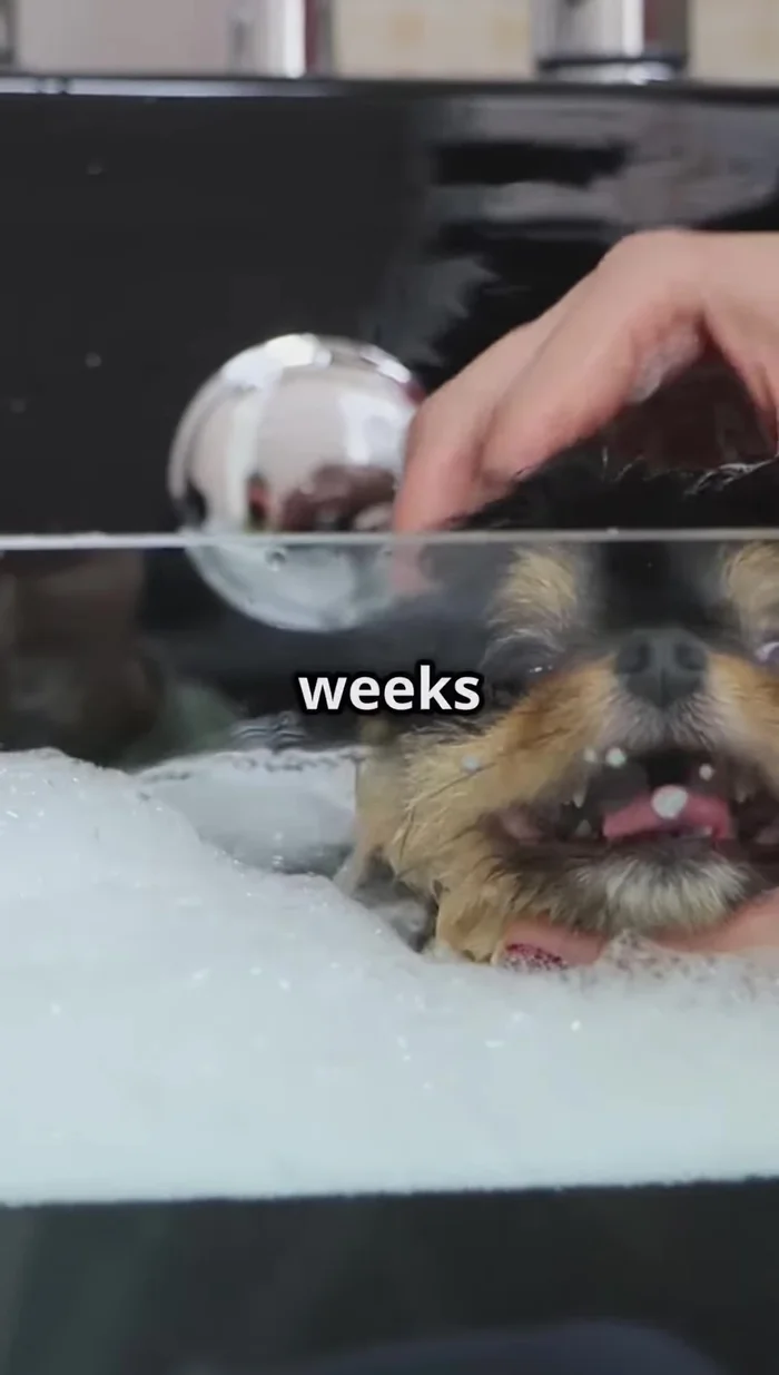 Use a dog-specific shampoo to avoid stripping natural oils and causing dryness. Avoid over-bathing.