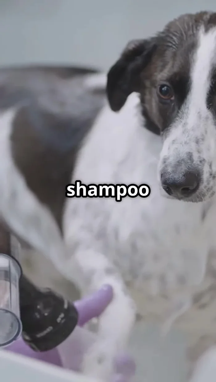 Use a dog-specific shampoo to avoid stripping natural oils and causing dryness. Avoid over-bathing.