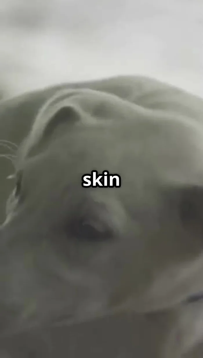 Always consult your veterinarian if unsure about the appropriate bathing schedule for your pet.