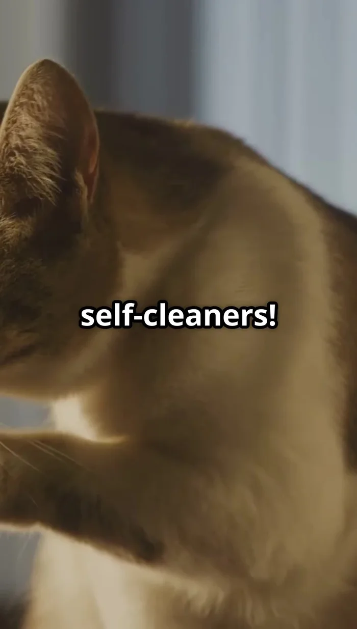 Thoroughly dry your cat after bathing to prevent them from getting cold.