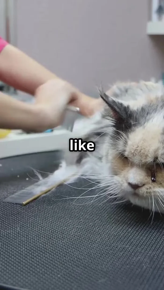 Thoroughly dry your cat after bathing to prevent them from getting cold.