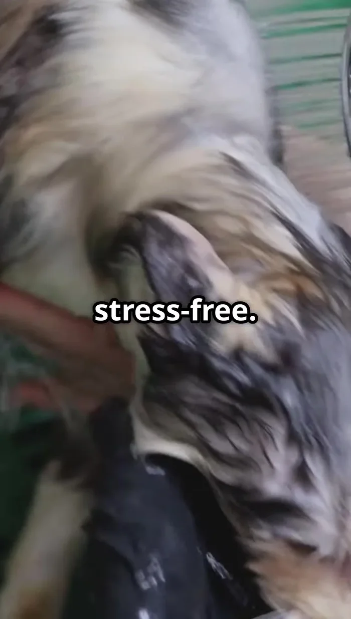 Thoroughly dry your cat after bathing to prevent them from getting cold.