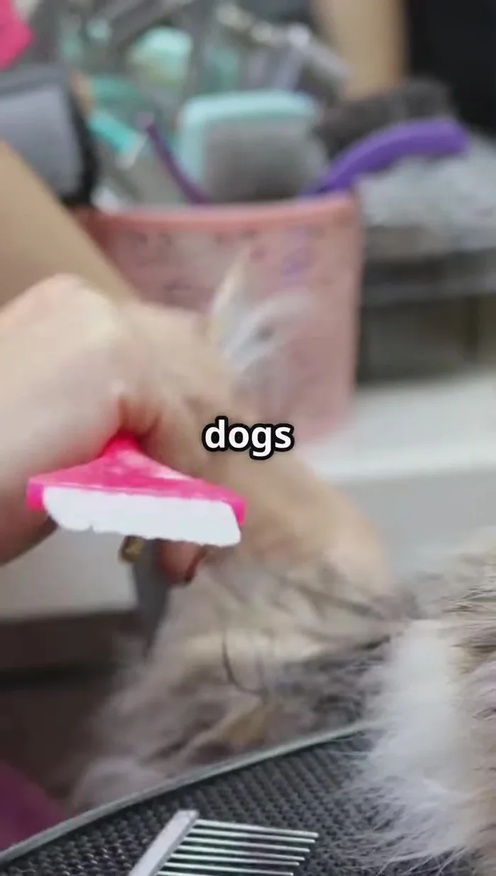 Regular brushing for both dogs and cats reduces the need for frequent baths and is a great bonding opportunity.