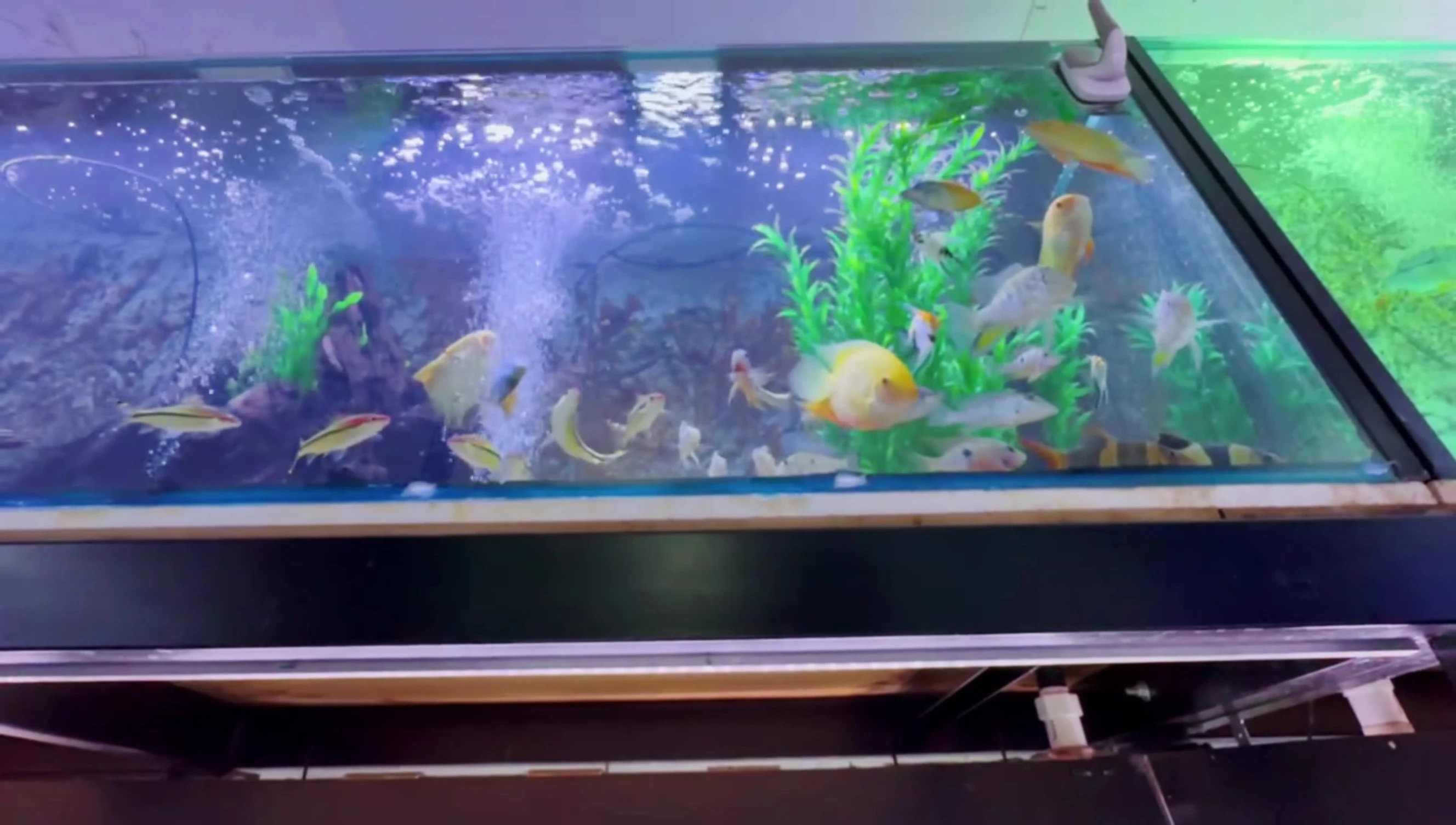 A large display aquarium showcasing mature fish.