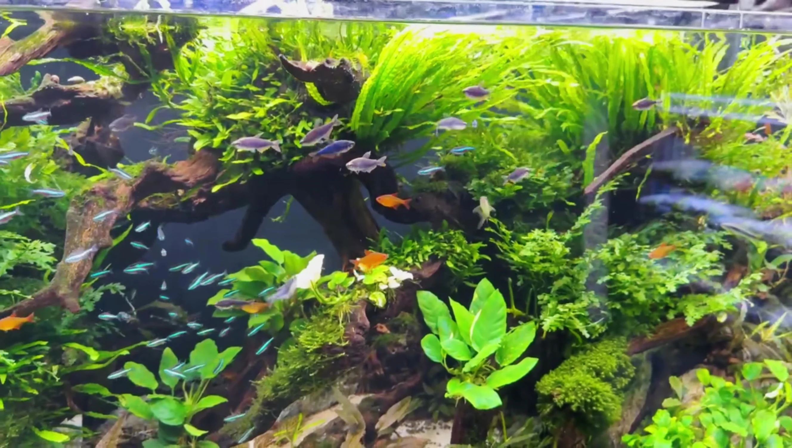 A detailed view of the plants used in the Harry Razio aquascape.
