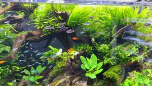 Smith's Aquarium: A Brisbane Freshwater Paradise for Aquascapers
